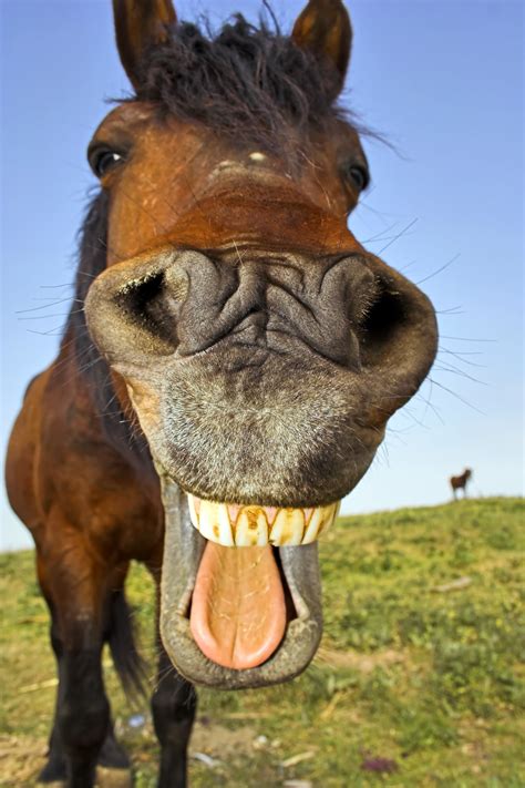 horse funny pic